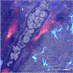 Alex Boissonnas (@boissonnaslab) Twitter profile photo Alex Boissonnas (@boissonnaslab) Twitter profile photo