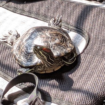 This account was supposed to post pictures of my turtle but due to the lack of time is just pictures of turtles from reddit. Sorry to disappoint