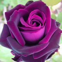 M.S (@m_s_mnda) 's Twitter Profile