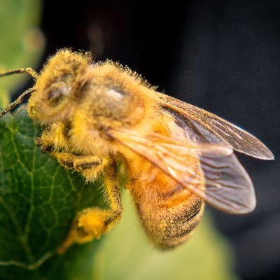 Beekeeper, hiker, bagpipe player, activist lawyer. Trying to avoid law and politics on Twitter without much success. Dyslexic. CMS*HS