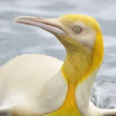 Piss Penguinさんのプロフィール画像