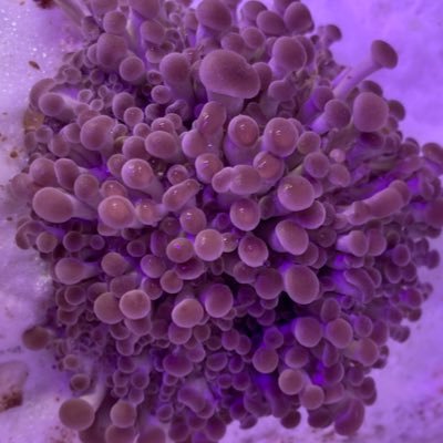 just another mycophile sharing info about growing, foraging and cooking mushrooms. Enjoy working with agar to clone new wild strains & create/isolate my own.