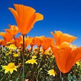 marymichelgreen's profile picture. Wheelchair gardener 
Very fond of ornery cats 
She/her/hers
#BlackLivesMatter
Since I was afraid I couldn’t handle the truth, I did not click the link.