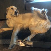 Heidi Dormady (@dormadyheidi) 's Twitter Profile