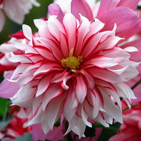 DLynnReed's profile picture. 