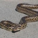 Josh Lyne - @TheSnakeBrain - Twitter