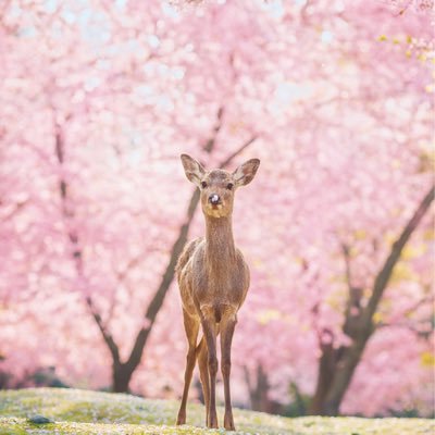 バンビさんのプロフィール画像