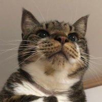 miiizuuu (@miiizuuu2) 's Twitter Profile