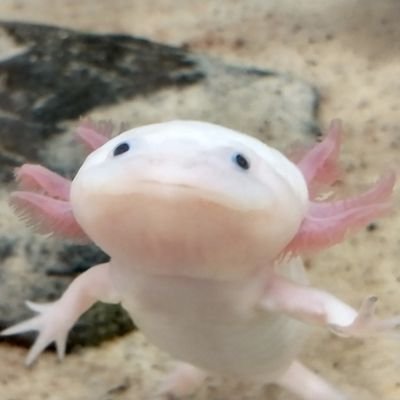 MarioElFather's profile picture. coding and automation wonderland