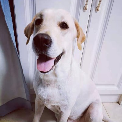 Potato, 5-year-old dog Labrador