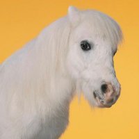 🦄 U N I C O R N 💨 (@_unicornology_) 's Twitter Profile