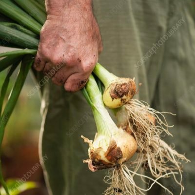 Welsh onion lover. Grow my own, great rates for mates. But 12 get 2 free. I loves rugby and cricket see, it’s in my blood, it helps the winwns.