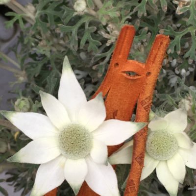 sioriseijindesu's profile picture. M53銀河系しおり星から飛来したと言われているが、その生態には未だ謎が多い。平均身長は5.5Popu（1Popu＝1.62cm）