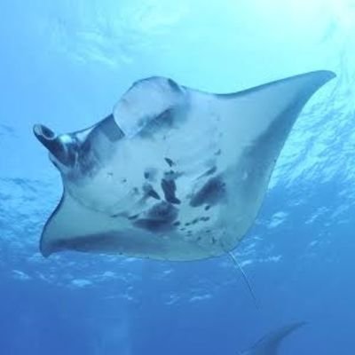 カンストできなくて戻れないマンタさんのプロフィール画像