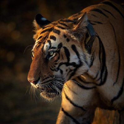 Deepxee1's profile picture. #Bitcoin, @Carbonable_io