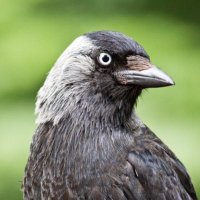 Skyowl_ (Masterson) (@skyowl_) 's Twitter Profile Photo