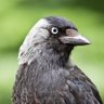 skyowl_'s profile picture. A better fairer country with a healthy environment as well as economy .The future is good if we stop the right from keeping us in the past. #environment🌱