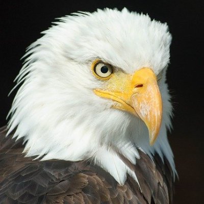 pavangcse's profile picture. 