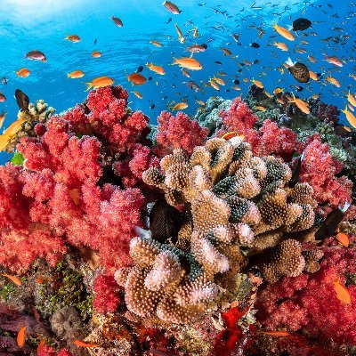 Protect the reef! Protect the ecosystem!