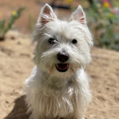 Two fun loving Westies who emigrated from London and are now living our best lives in Australia! Woof!