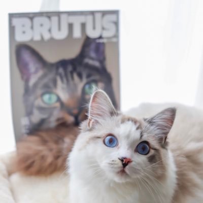 ラグドールのモカです🐾 雑誌「BRUTUS」に掲載されました！ 黒い鼻がチャームポイントでつ❣️ぽかぽか温まる日常をあなたにお届け(*´ω｀*)フォロー・リプ・いいね・リツイート大歓迎♡