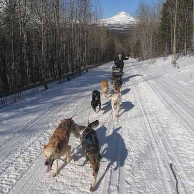 ハスキー犬20頭🐶と猫1匹😺♀️＋スイス製の夫🇨🇭と息子👨‍👩‍👦の北欧ド田舎暮らし🏡🇳🇴

通知オフなのでリプへの反応は薄めです🙇‍♀️

猫 / 犬ぞり / 編み物 /ドローン など雑多(最近はわりと猫中心)にツイート💬