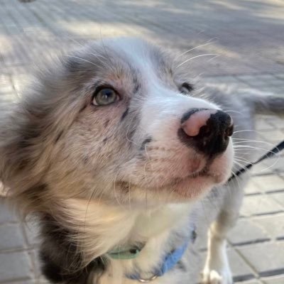 Pcm232's profile picture. 🧚🏼‍♂️🧜🏻‍♂️