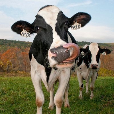 Biodegradable products made from composted cow manure on our family's dairy farm. Forming waste into value, one pot at a time.