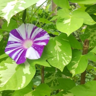 utvGKv4KOBcO8Kp's profile picture. 