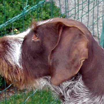 Patriote, passionné de nature, chasseur, ex officier ABC, avocat et adversaire résolu du grand remplacement.