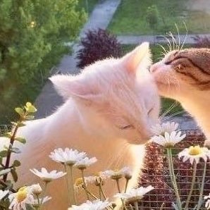 w1ttyberry's profile picture. she/her✨♡x17