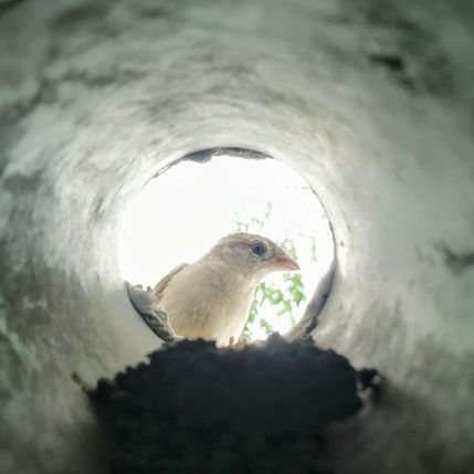 MandBuddhiBalak's profile picture. Optimist at heart, realist in practice