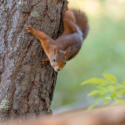 TSSquirrel Profile Picture