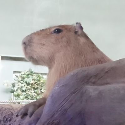 Gabaマンツーマン英会話に通い始めた英会話初心者🔰です。Gaba英会話2020/06スタートlevel1→2023/7でlevel7到達→2023/8円満卒業。TOEIC650→740点。英会話専用垢(だったはず🙃)。