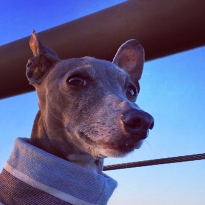愛犬:ペル(イタリアングレイハウンド♂)/音楽:Jazz,Cuban,Classic,etc./楽器:SopranoSax./クルマ:Mini→LanciaPrisma→AlfaRomeo 164→Alpine D501→AlfaRomeo 156→Renault Megane RS/コンピュータ:Only Apple