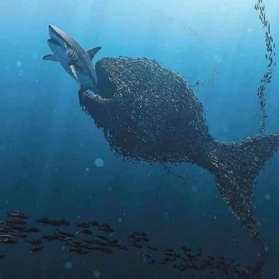 FABIOMTI's profile picture. 