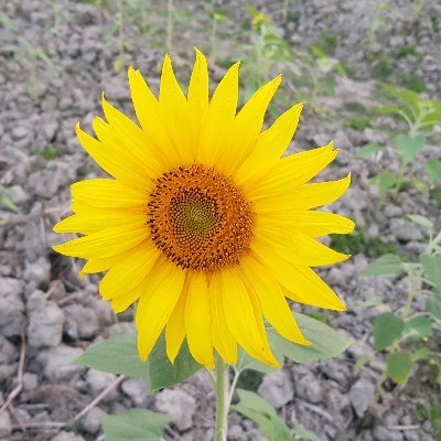 Piyash_Abdulla's profile picture. ᴀ ғʀɪᴇɴᴅ ɪɴ ɴᴇᴇᴅ ɪs ᴀ ғʀɪᴇɴᴅ ɪɴᴅᴇᴇᴅ.👍#ʙᴅᴛᴡɪᴛᴛᴇʀᴜsᴇʀ