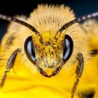 BeeWaddup (@bee_waddup) 's Twitter Profile