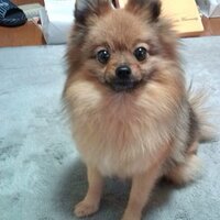 しどう (@sidou0213) 's Twitter Profile