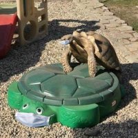 turtle(@strawmuncher) 's Twitter Profile Photo