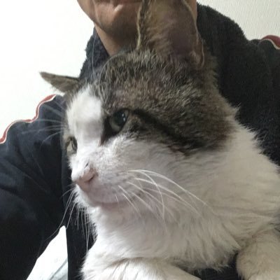 ニャン太郎さんのプロフィール画像