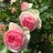 rococo_tomy