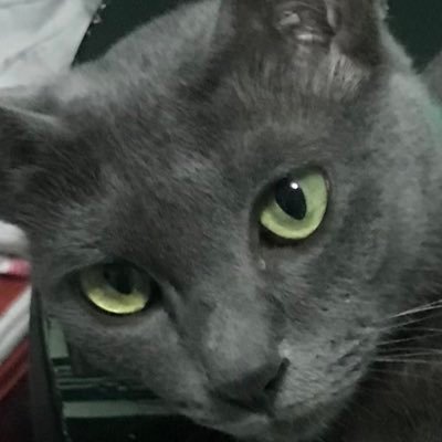 tunkunut's profile picture. 