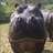 monkeymagic78's profile image