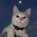 banjo (@banjolamew) Twitter profile photo banjo (@banjolamew) Twitter profile photo