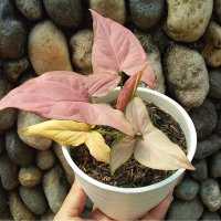 AVX64 (@ktxayx) 's Twitter Profile