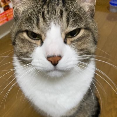 t27c6d7b3eez571's profile picture. ただ日本が好きなだけ 。 日本の誇りを取り戻しだけ。 無言フォローお許し下さい。 無言フォロー大歓迎。 基本相互フォロー❗️エロ垢🆖。 DMはしません｡サブ垢作りました(@TH286378102) 気が向いたらフォローお願いします🙇‍♂️