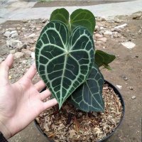 BKX (@pdxbkx) 's Twitter Profile