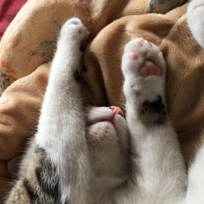 hamuandgine1's profile picture. よしのです。趣味は歌を歌う事、漫画を見ることです。よろしくお願いします！無言フォローすみません。FGO初心者です。原神最高！TRPG！