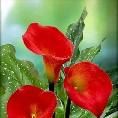 ShyjuKavileva11's profile picture. kk